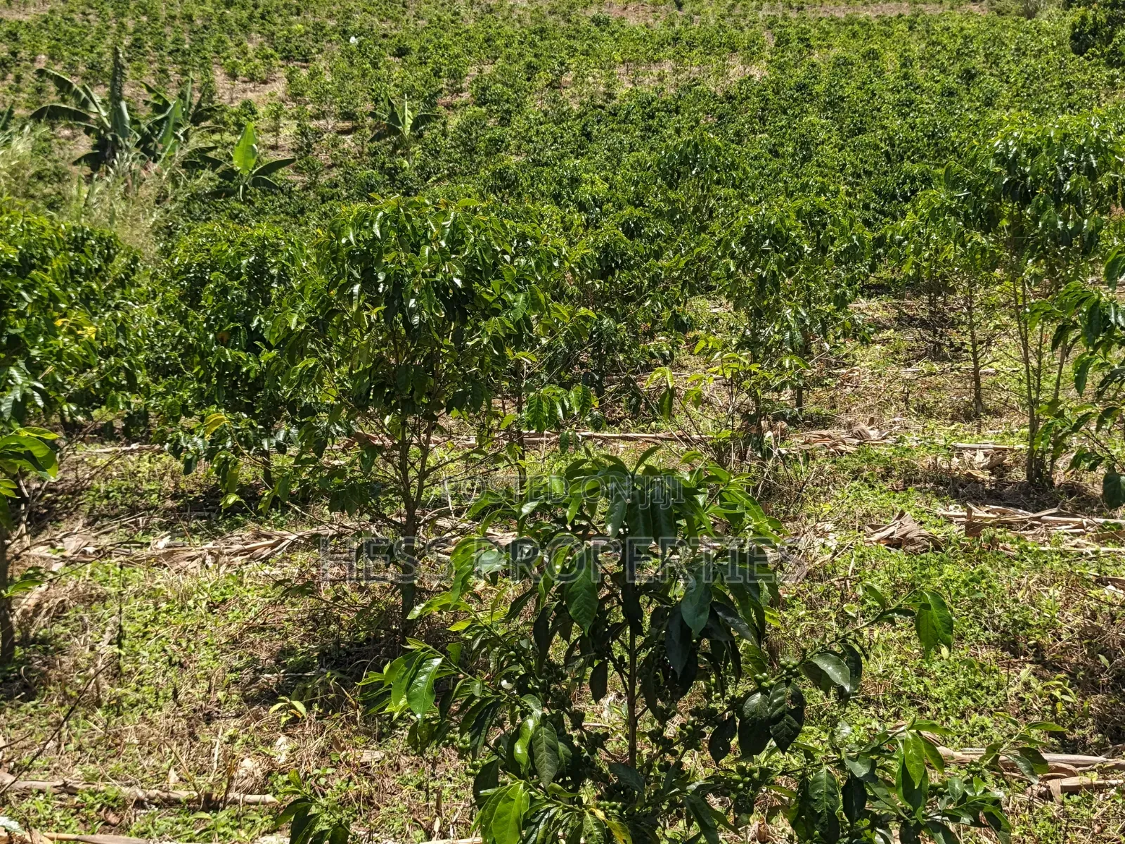 Coffee Land on Sale in Kyenjojo