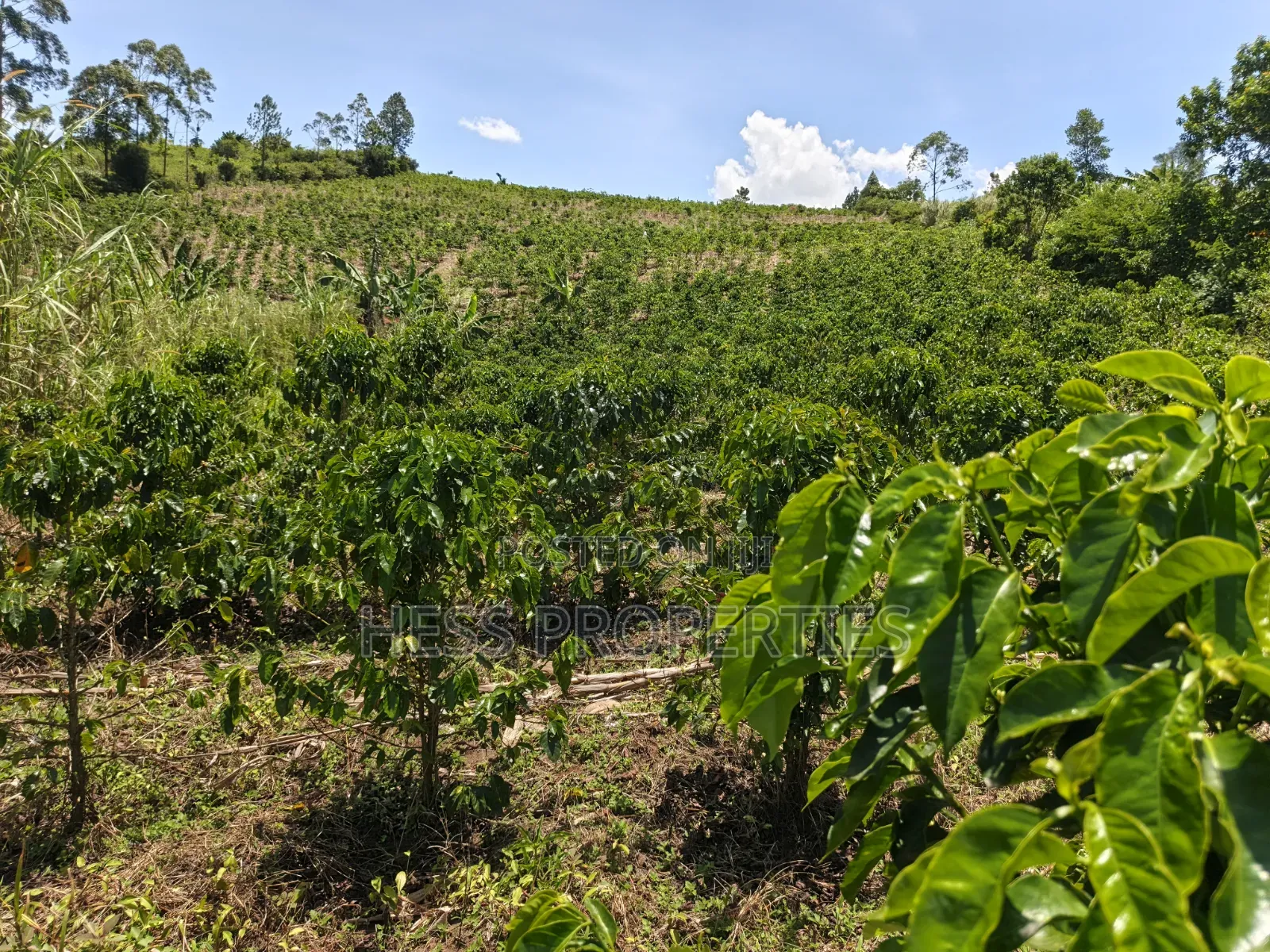 Coffee Land on Sale in Kyenjojo