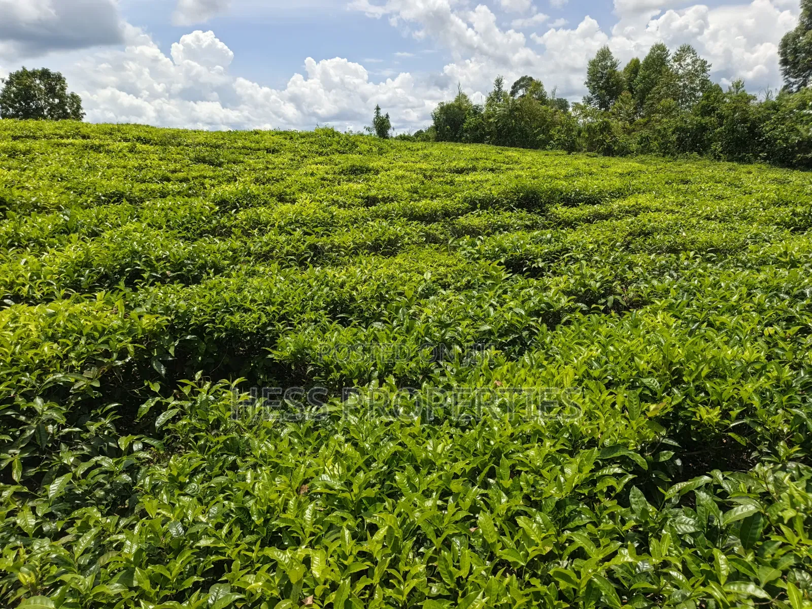 2.5acres of Land on Sale Located in Nyamabuga in Kyenjojo