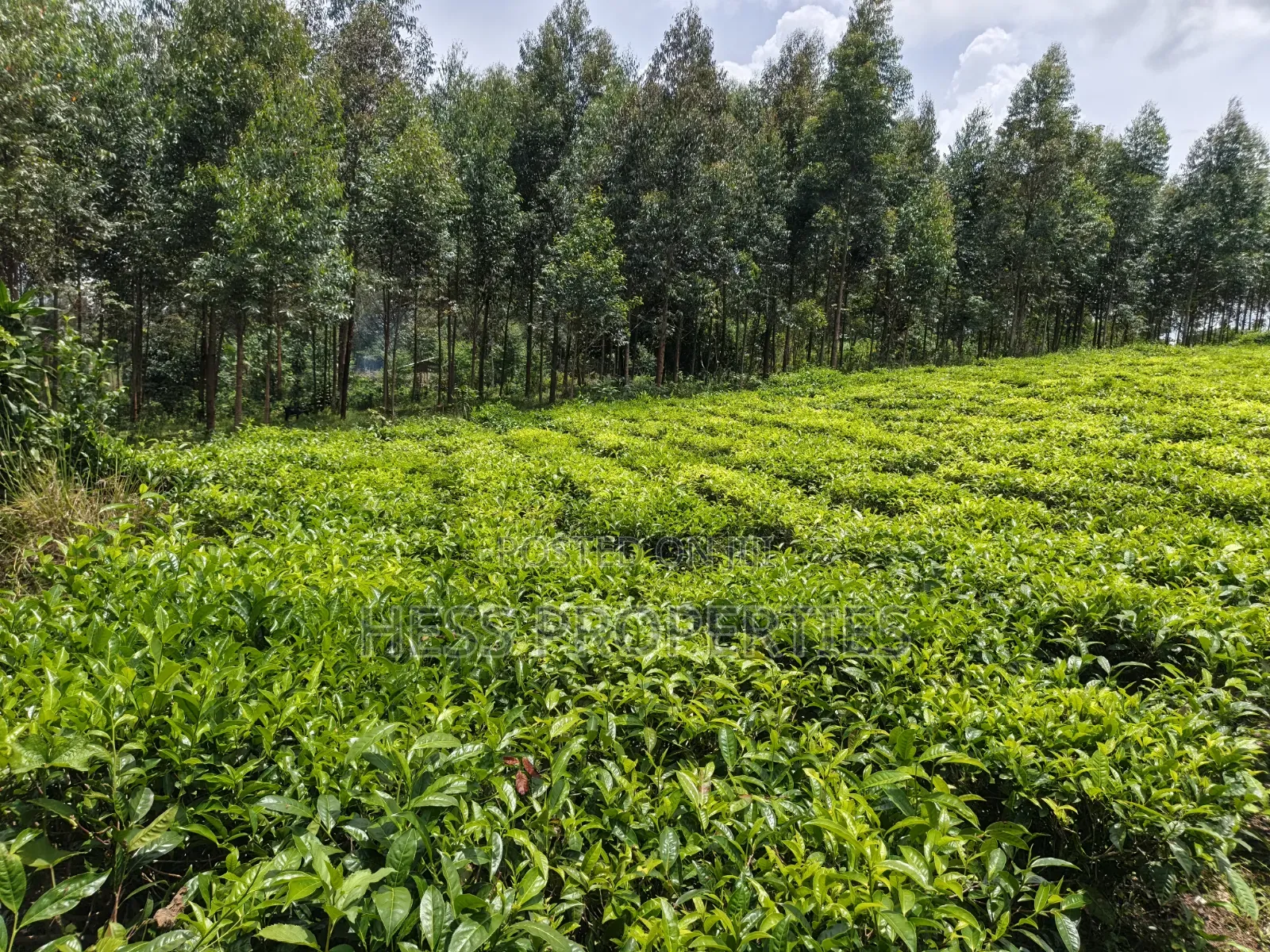 2.5acres of Land on Sale Located in Nyamabuga in Kyenjojo
