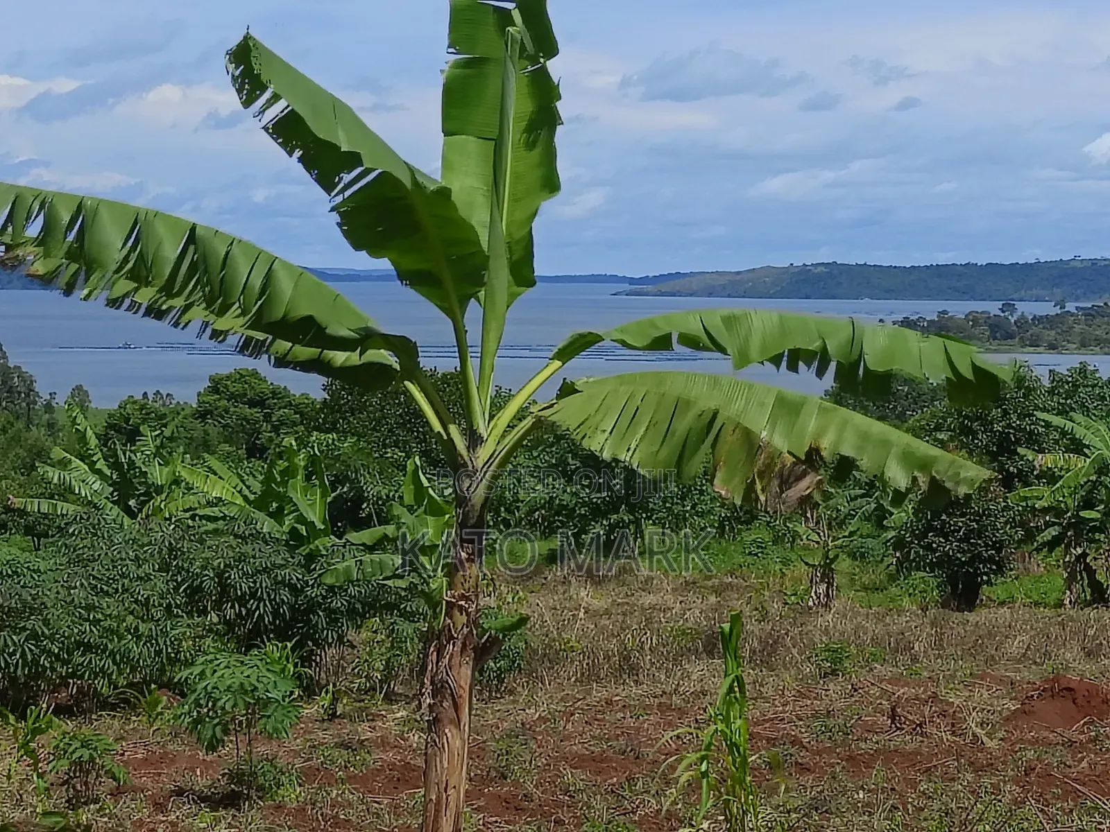 2 Acres Lake View for Sale at Mukono Buwoya 35m Per in Mukono TC