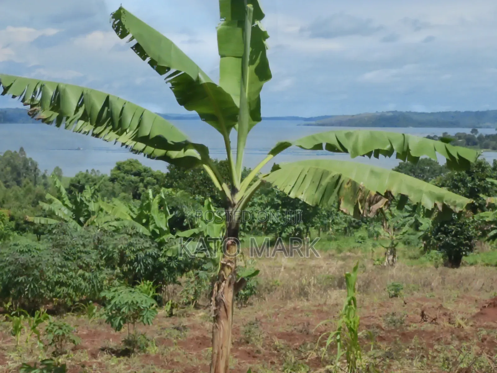 2 Acres Lake View for Sale at Mukono Buwoya 35m Per in Mukono TC