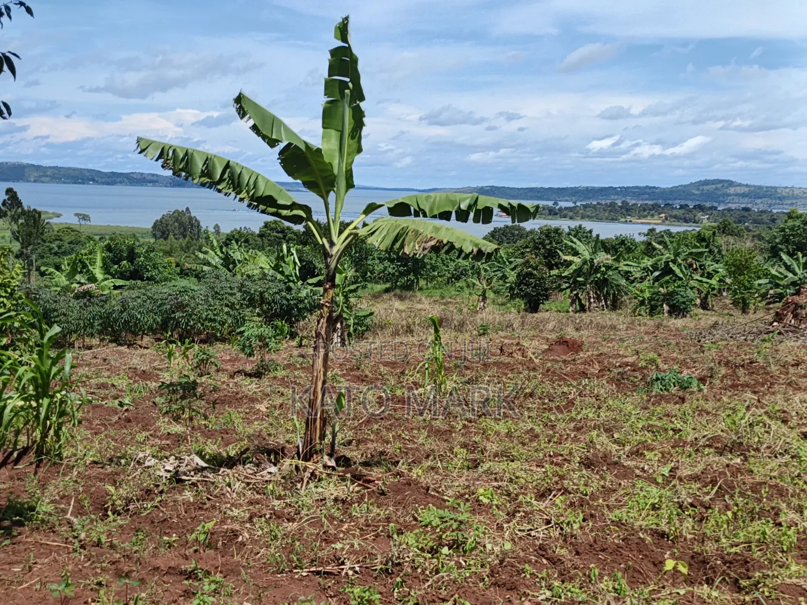 2 Acres Lake View for Sale at Mukono Buwoya 35m Per in Mukono TC
