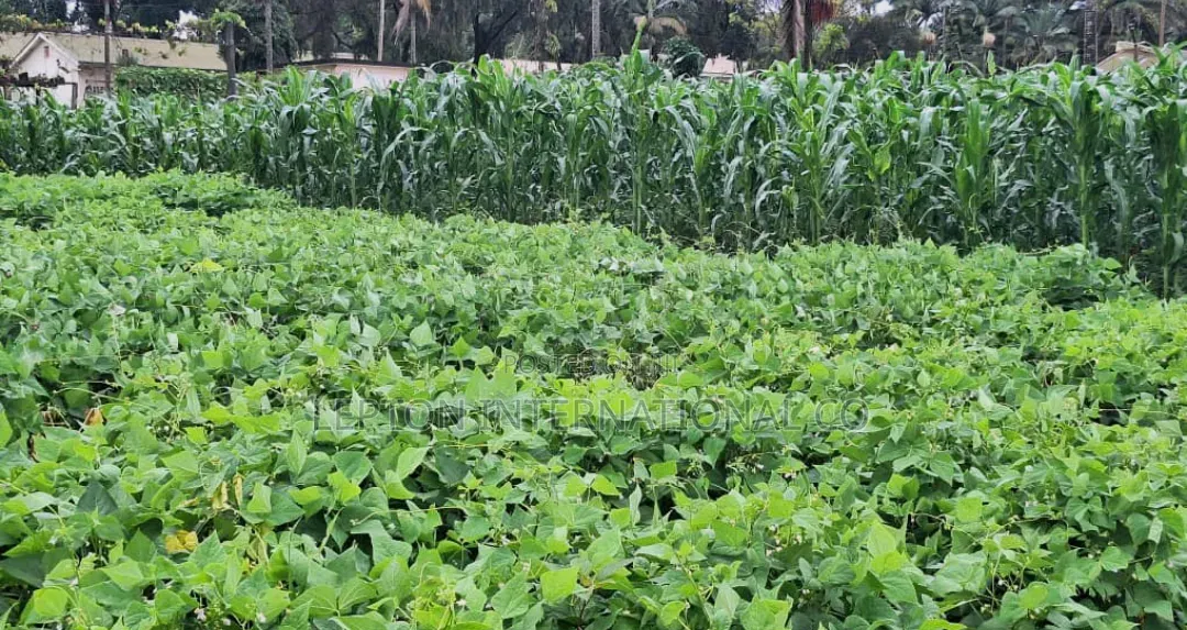 100 × 100 in Kira Namugongo for Sale With a Ready Title in Central Division