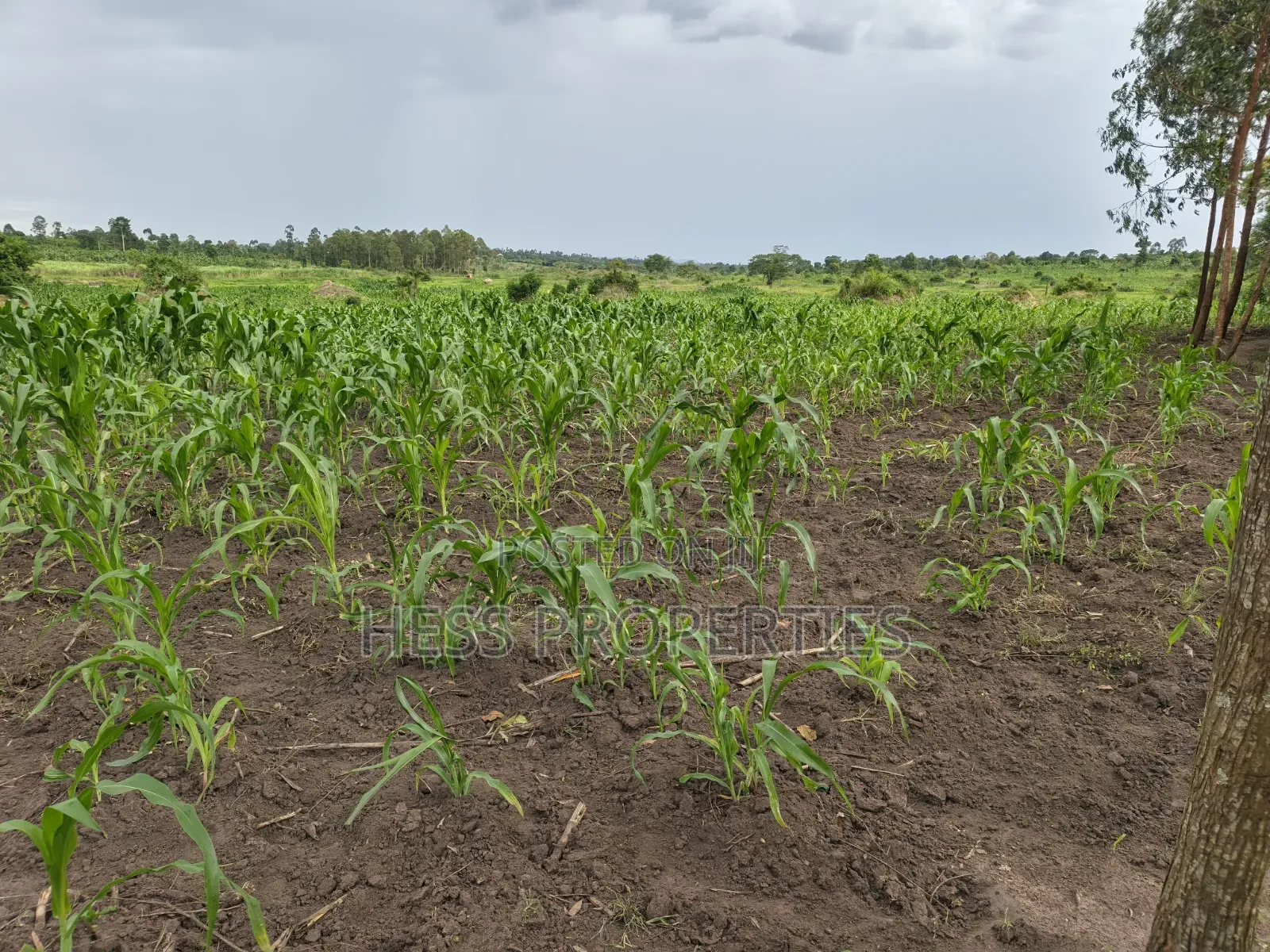 Agricultural on Sale in Hoima