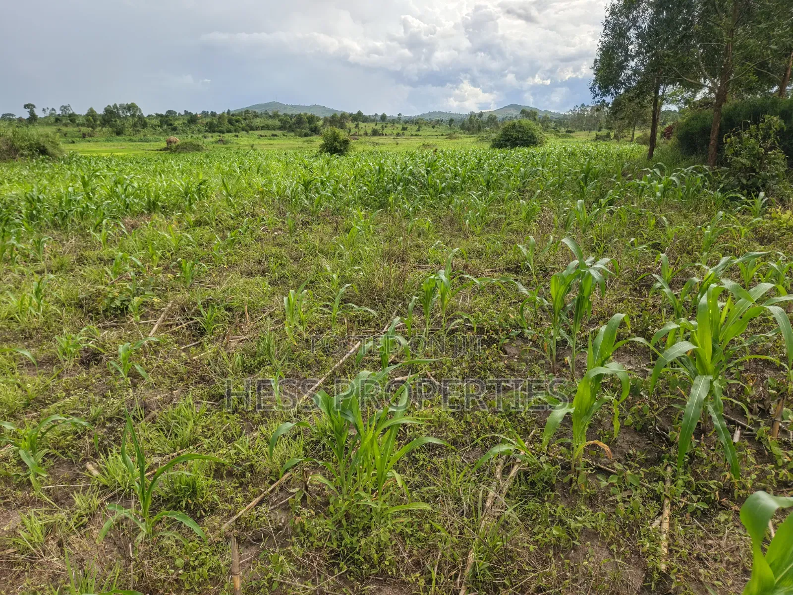 Agricultural on Sale in Hoima
