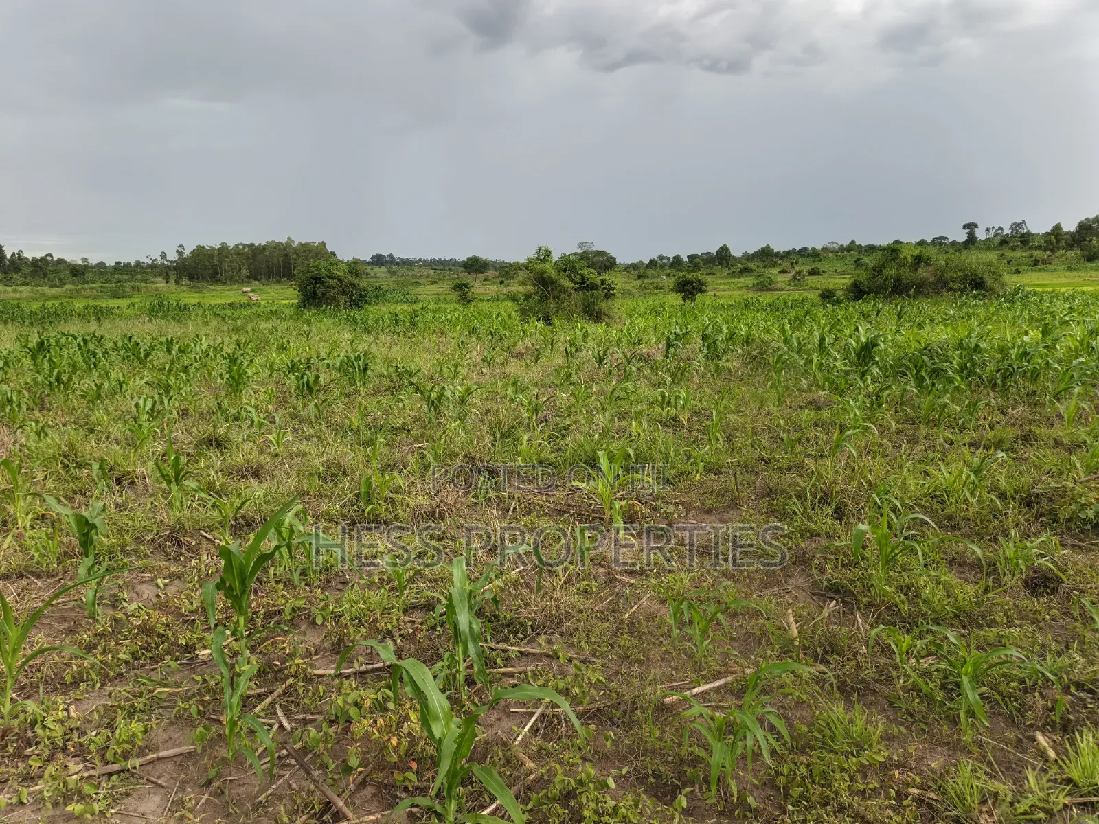 Agricultural on Sale in Hoima