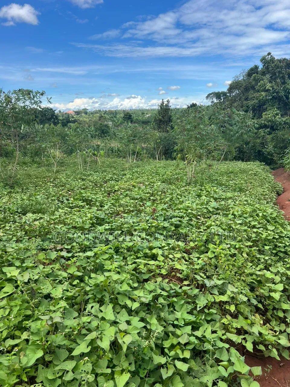 1 Acre of Land in Kitukutwe 700mtr Off Tarmac in Central Division