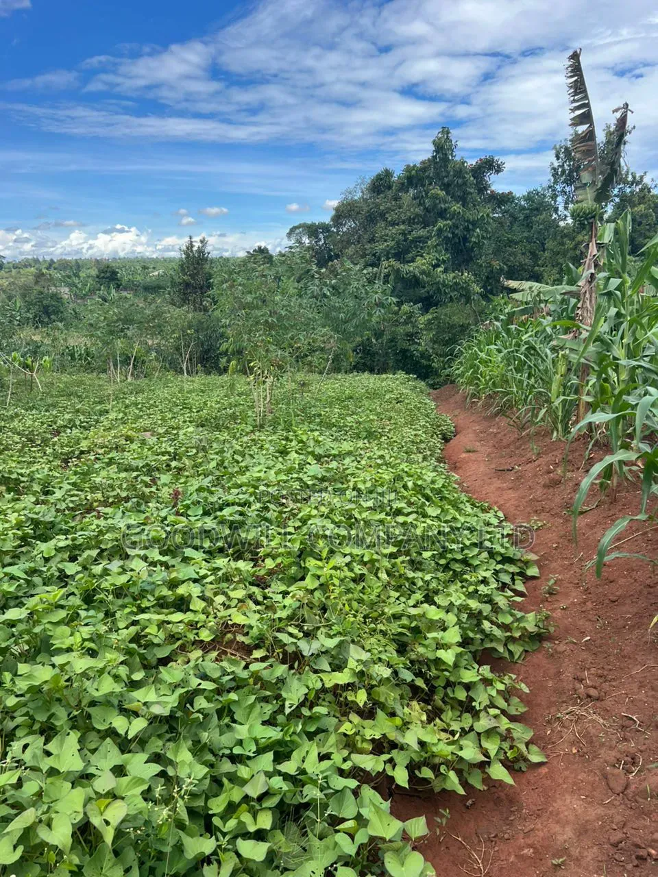 1 Acre of Land in Kitukutwe 700mtr Off Tarmac in Central Division