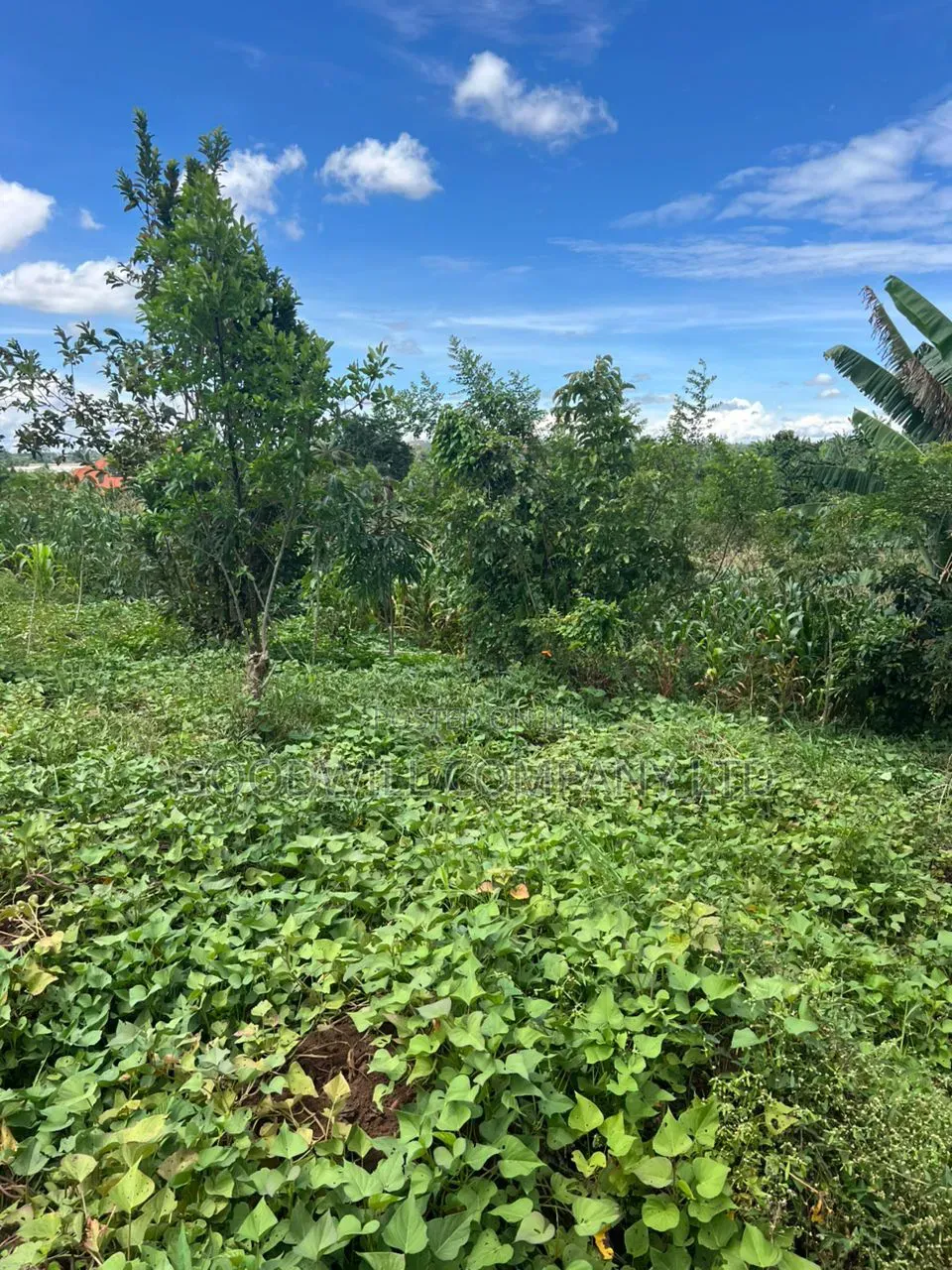 1 Acre of Land in Kitukutwe 700mtr Off Tarmac in Central Division