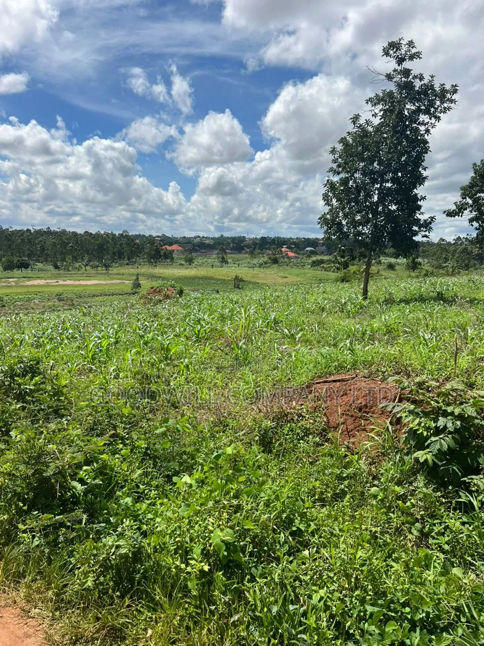 1 Acre of Land in Kira Kitukutwe 800mtrs Off Main Road in Central Division