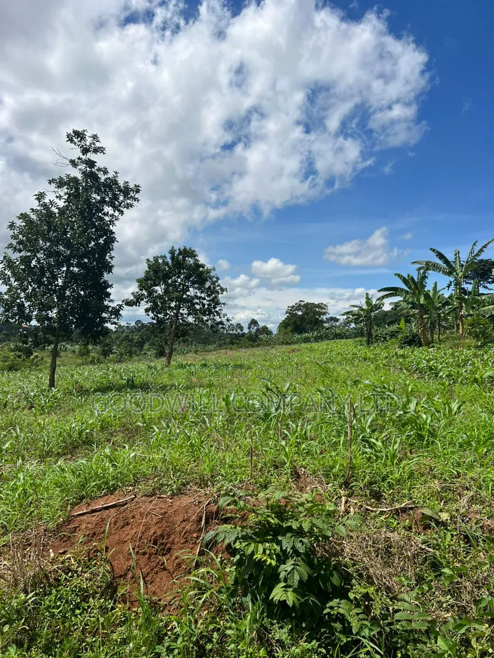 1 Acre of Land in Kira Kitukutwe 800mtrs Off Main Road in Central Division