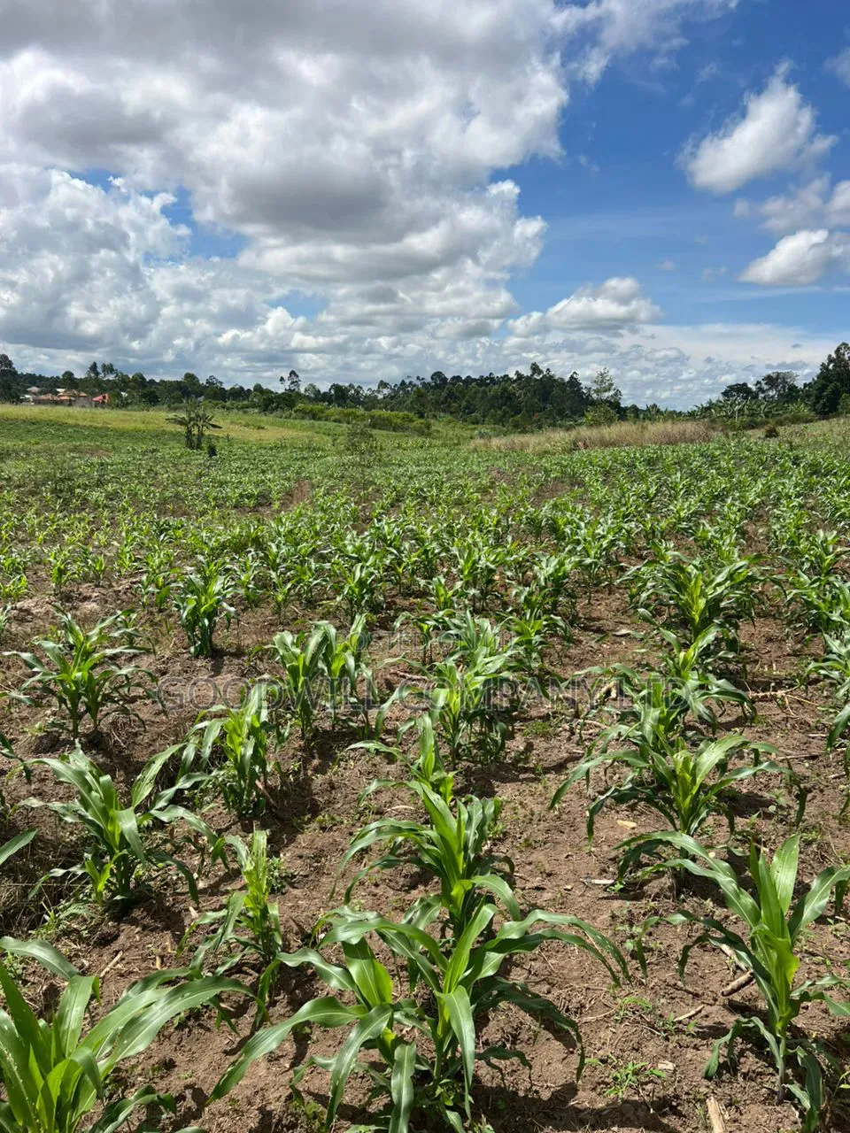 2 Acres of Low Land With Water in Kitukutwe Kira 800mtrs Off Tarmac in Central Division