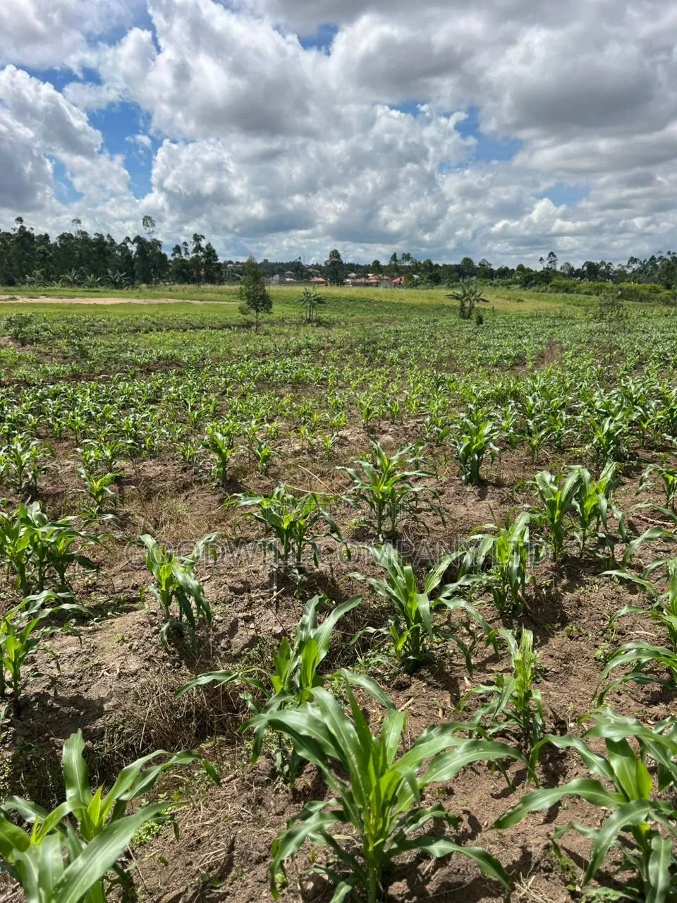 2 Acres of Low Land With Water in Kitukutwe Kira 800mtrs Off Tarmac in Central Division