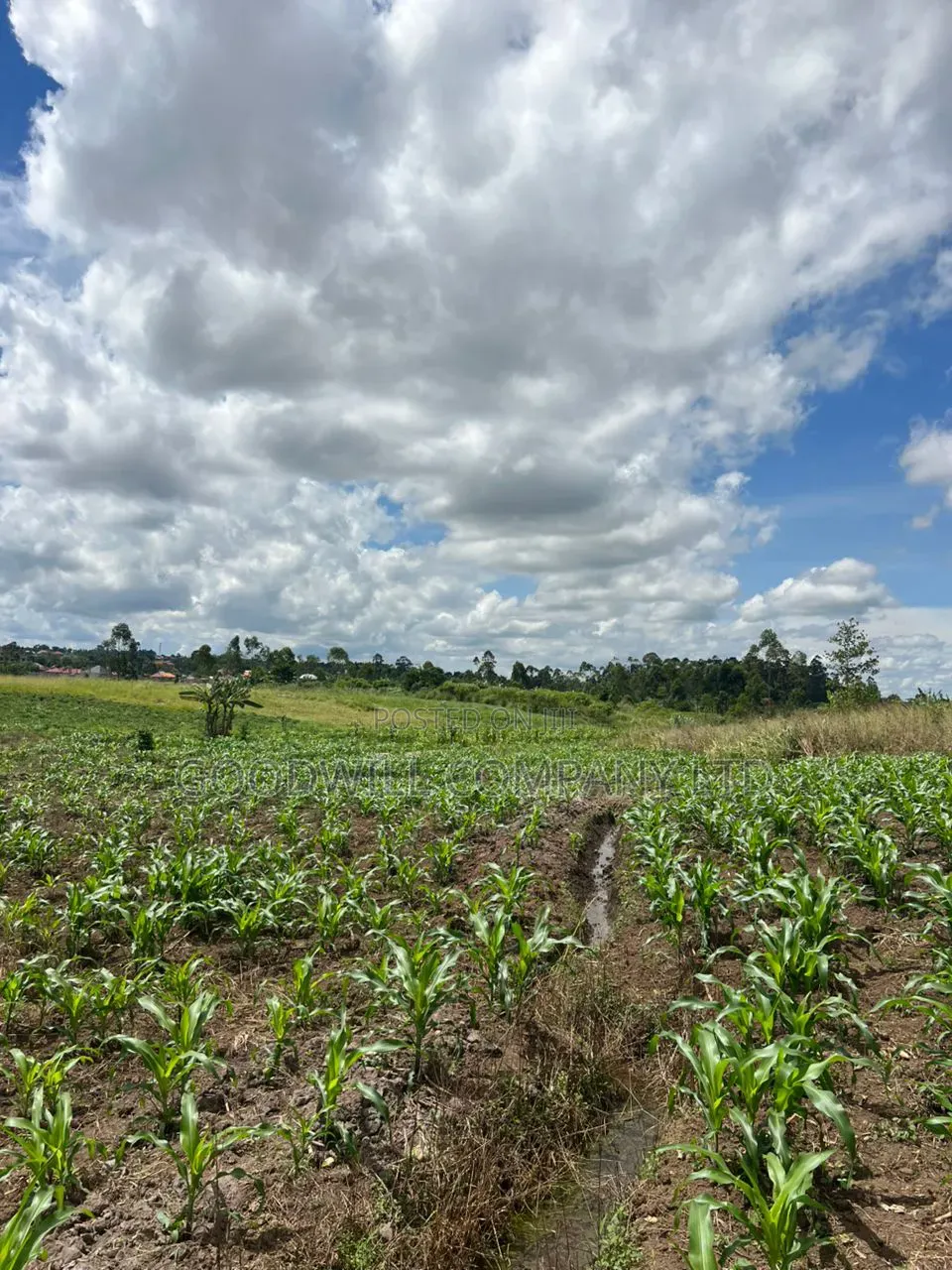 2 Acres of Low Land With Water in Kitukutwe Kira 800mtrs Off Tarmac in Central Division