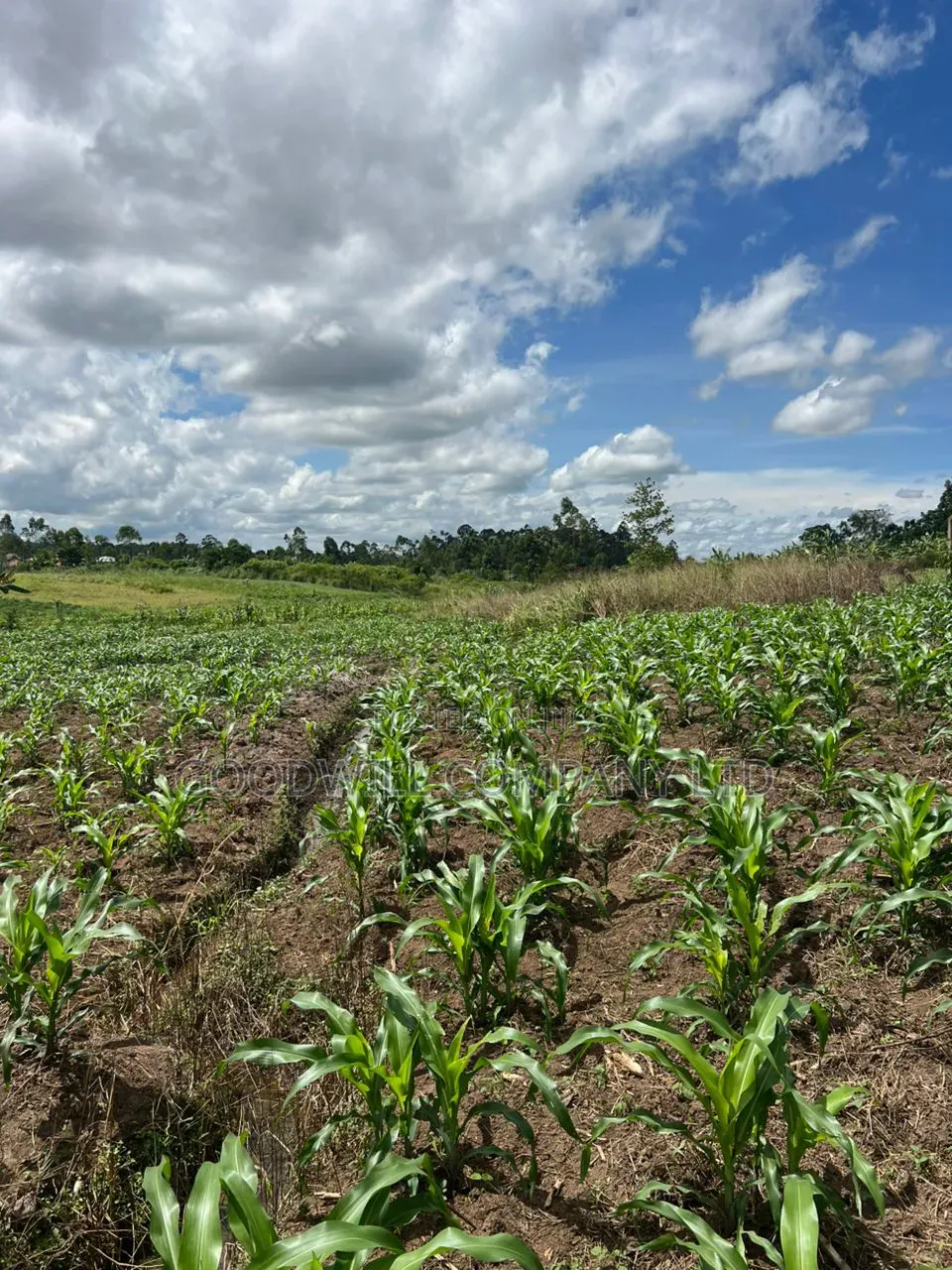 2 Acres of Low Land With Water in Kitukutwe Kira 800mtrs Off Tarmac in Central Division