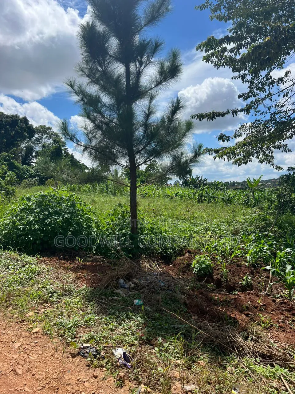 4 Acres of Low Land in Kitukutwe Kira Good for Farming in Central Division