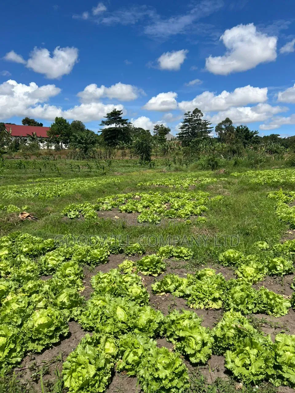 4 Acres of Low Land in Kitukutwe Kira Good for Farming in Central Division