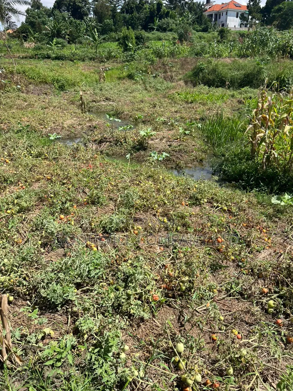 4 Acres of Low Land in Kitukutwe Kira Good for Farming in Central Division