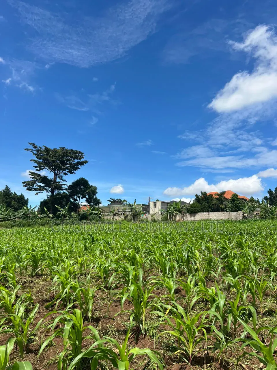 2 Acres of Land in Kira Kitukutwe Exactly 800mtrs Off Tarmac Road in Central Division