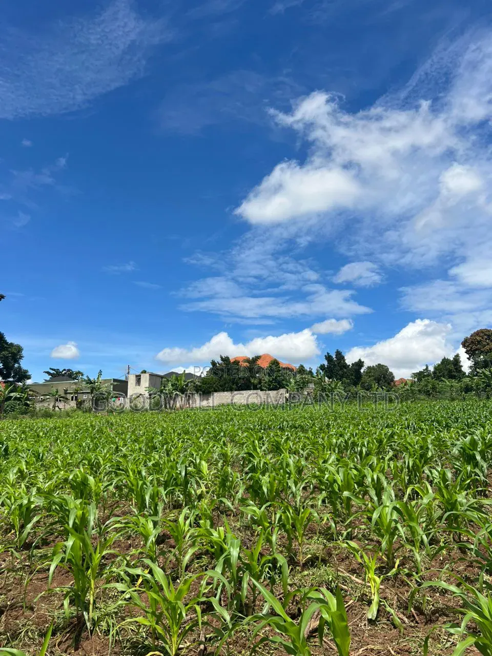 2 Acres of Land in Kira Kitukutwe Exactly 800mtrs Off Tarmac Road in Central Division
