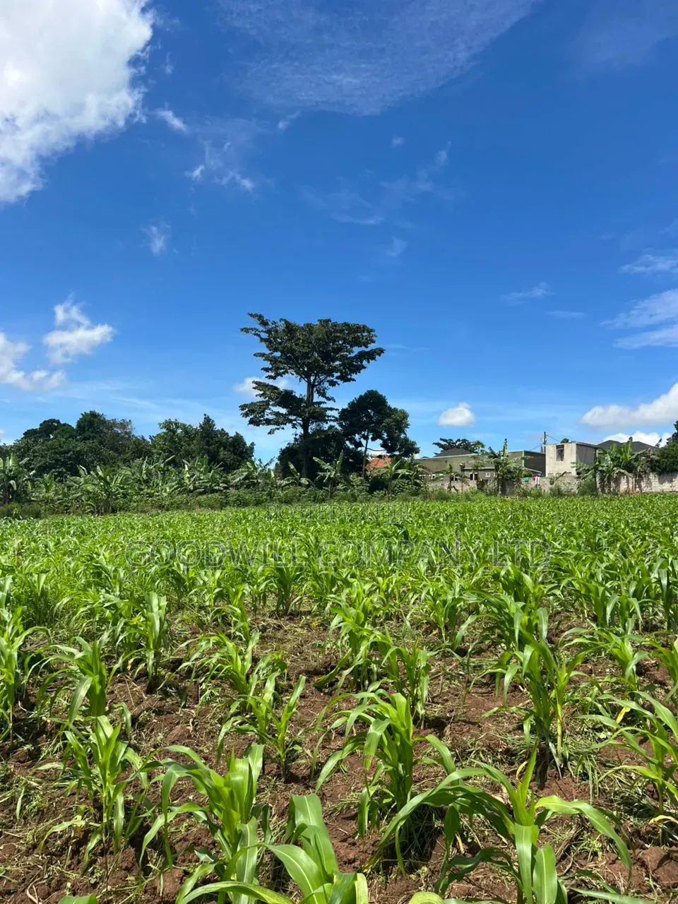 2 Acres of Land in Kira Kitukutwe Exactly 800mtrs Off Tarmac Road in Central Division