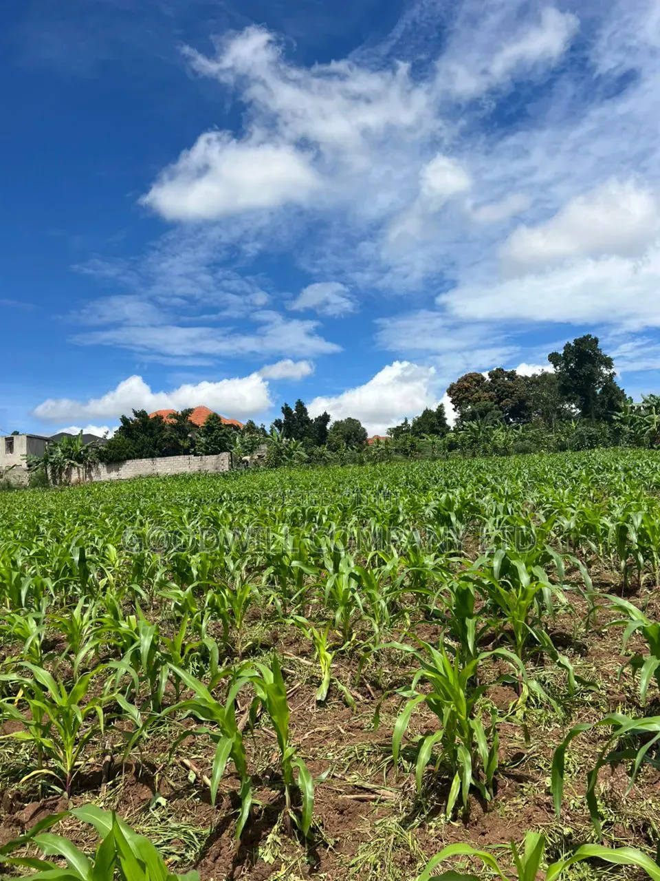 2 Acres of Land in Kira Kitukutwe Exactly 800mtrs Off Tarmac Road in Central Division