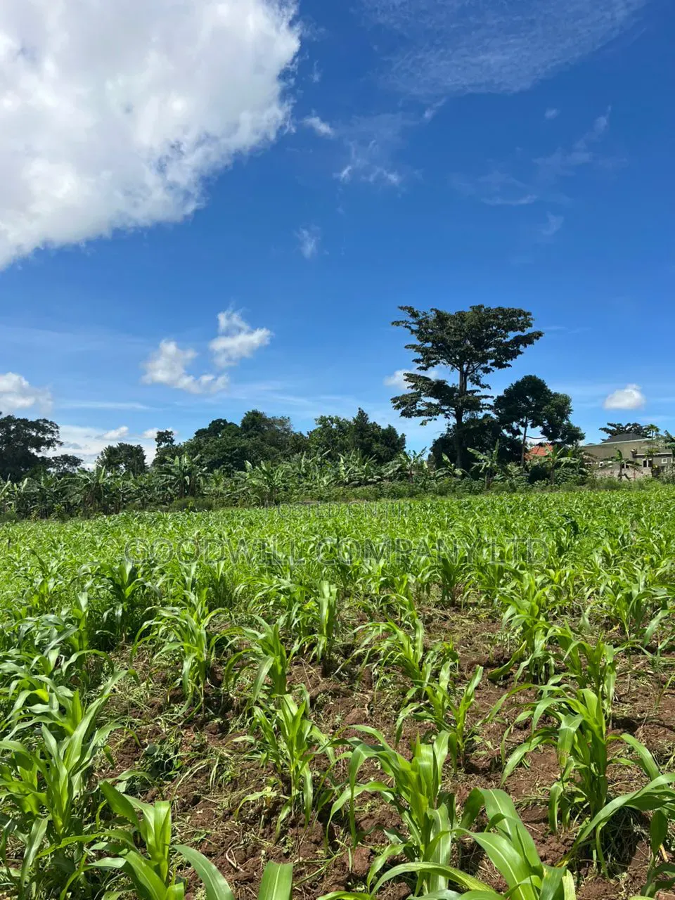 2 Acres of Land in Kira Kitukutwe Exactly 800mtrs Off Tarmac Road in Central Division
