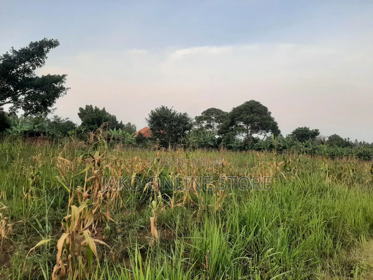50by100ft Plots in Kalanamu-Luweero in Kalagala