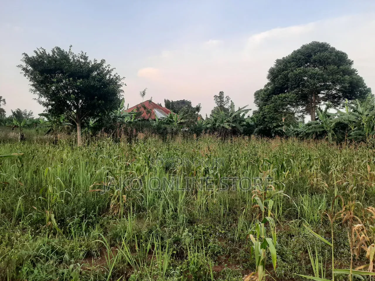 50by100ft Plots in Kalanamu-Luweero in Kalagala