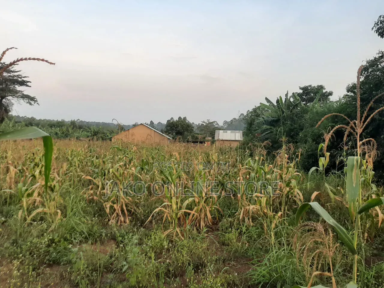 50by100ft Plots in Kalanamu-Luweero in Kalagala