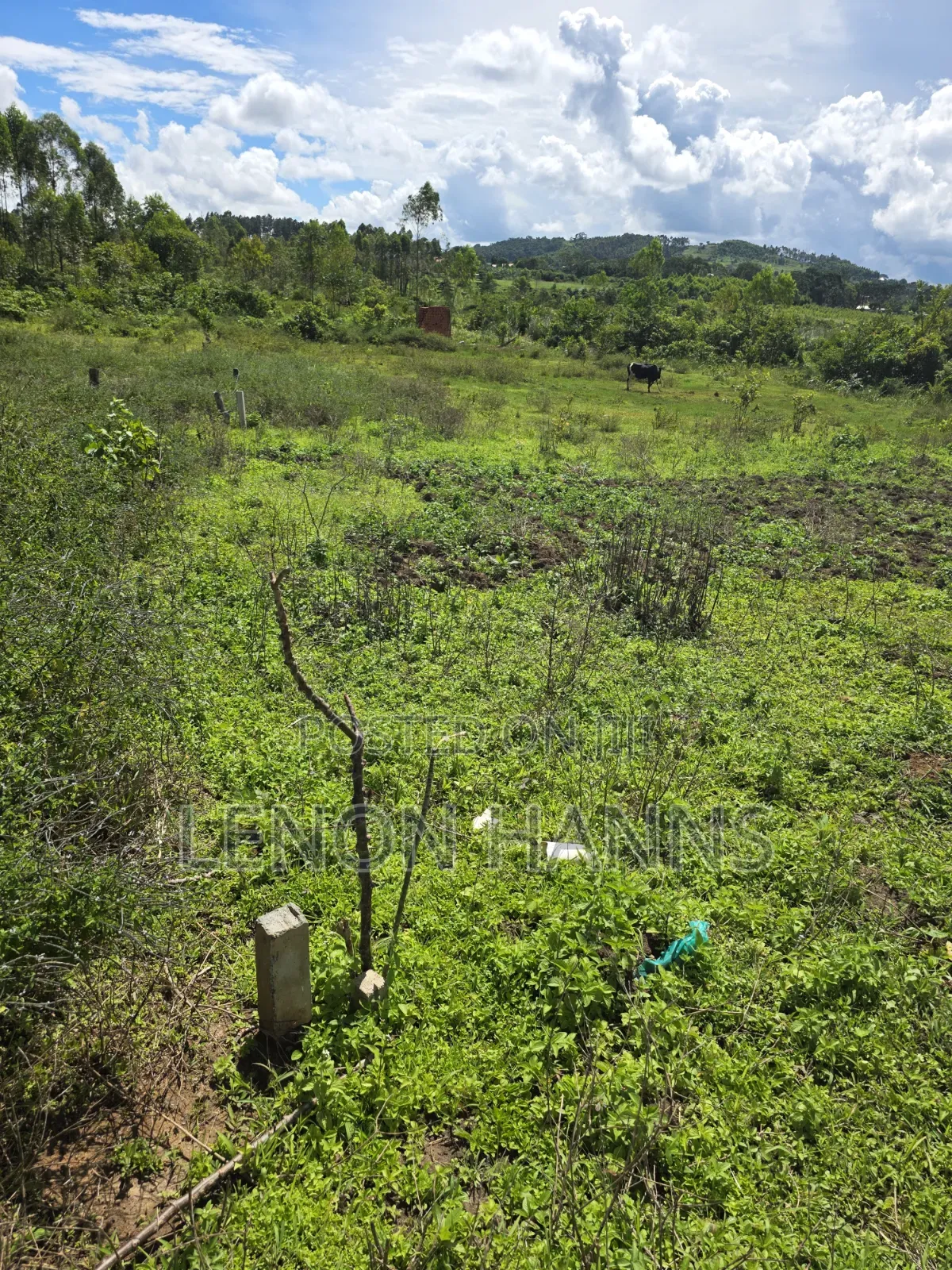 Sisa Ngongolo Plot in Ssisa