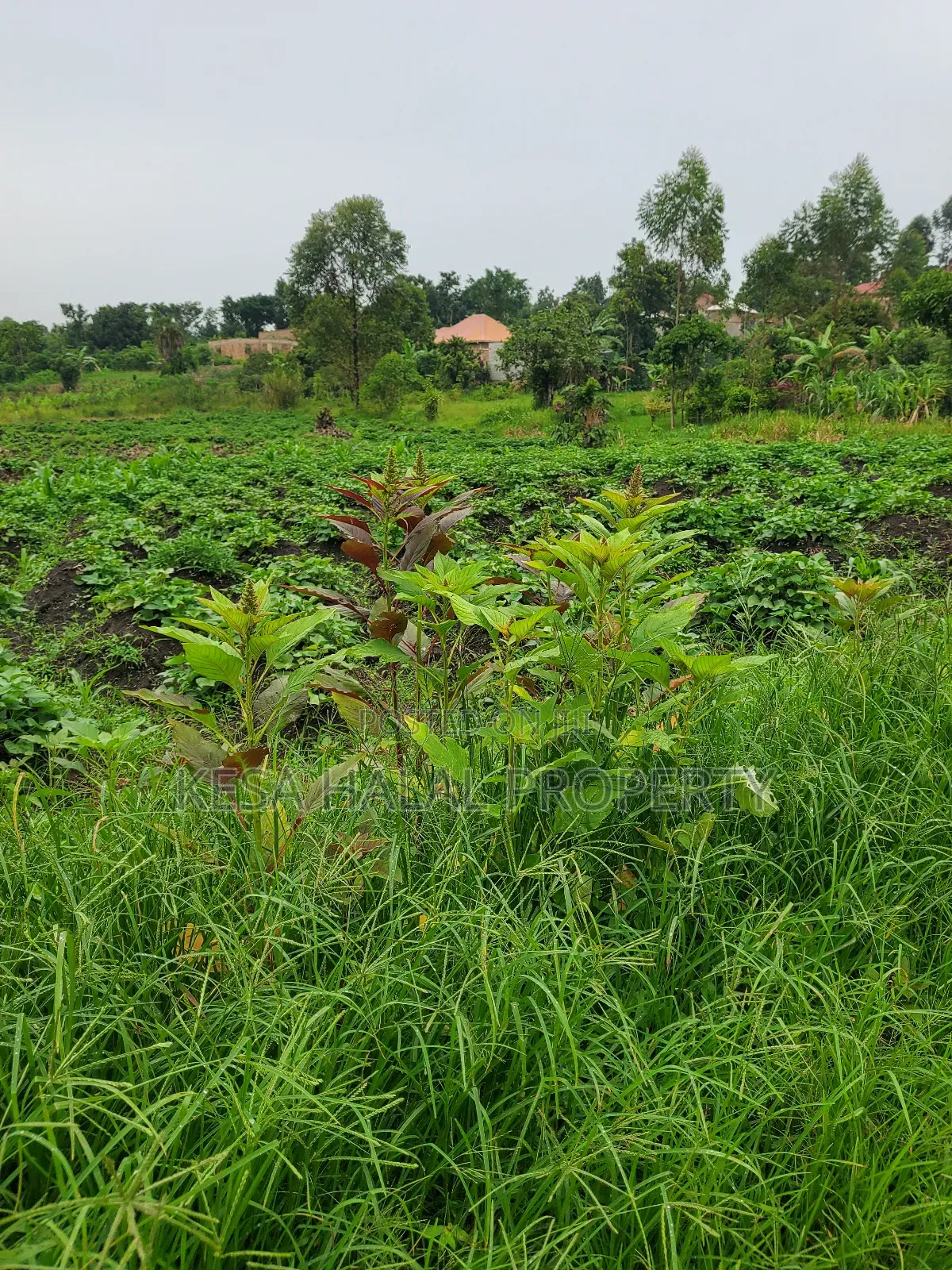 1.7 Acre Good Kisenyi Land Here at Kabonge 2km Off Bombo Rd All 50m in Gombe