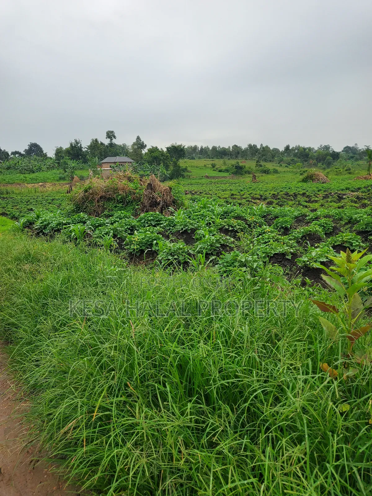 1.7 Acre Good Kisenyi Land Here at Kabonge 2km Off Bombo Rd All 50m in Gombe