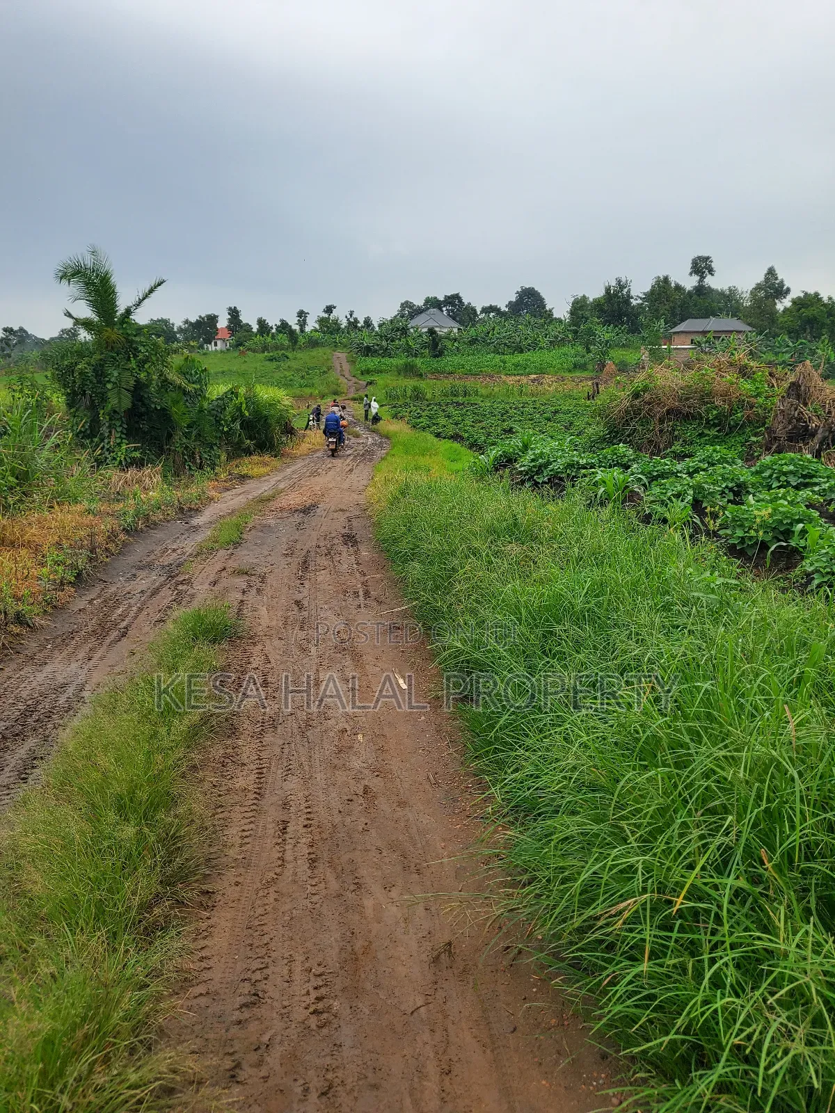 1.7 Acre Good Kisenyi Land Here at Kabonge 2km Off Bombo Rd All 50m in Gombe