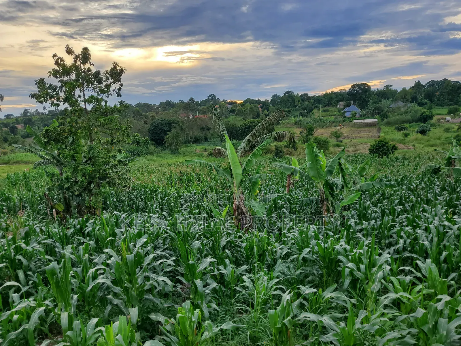 Good Land 1.37 Acre All 60m in Gombe