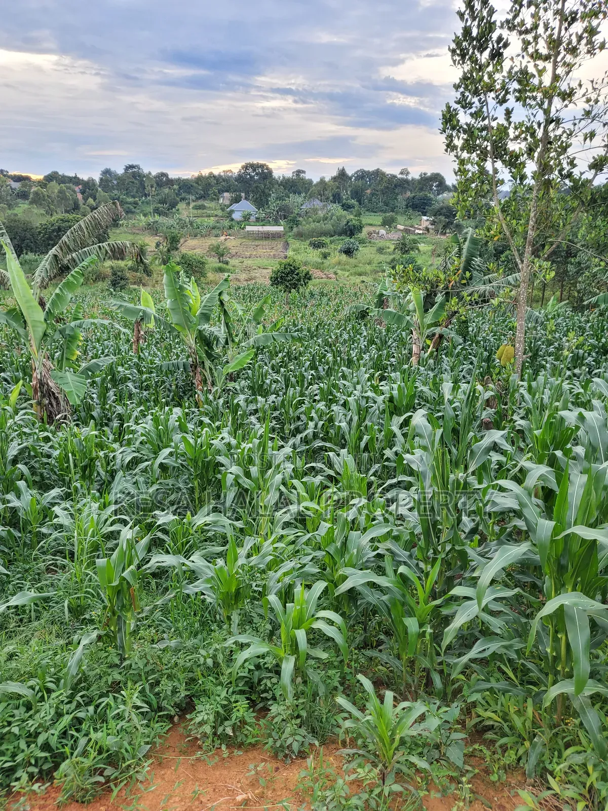 Good Land 1.37 Acre All 60m in Gombe