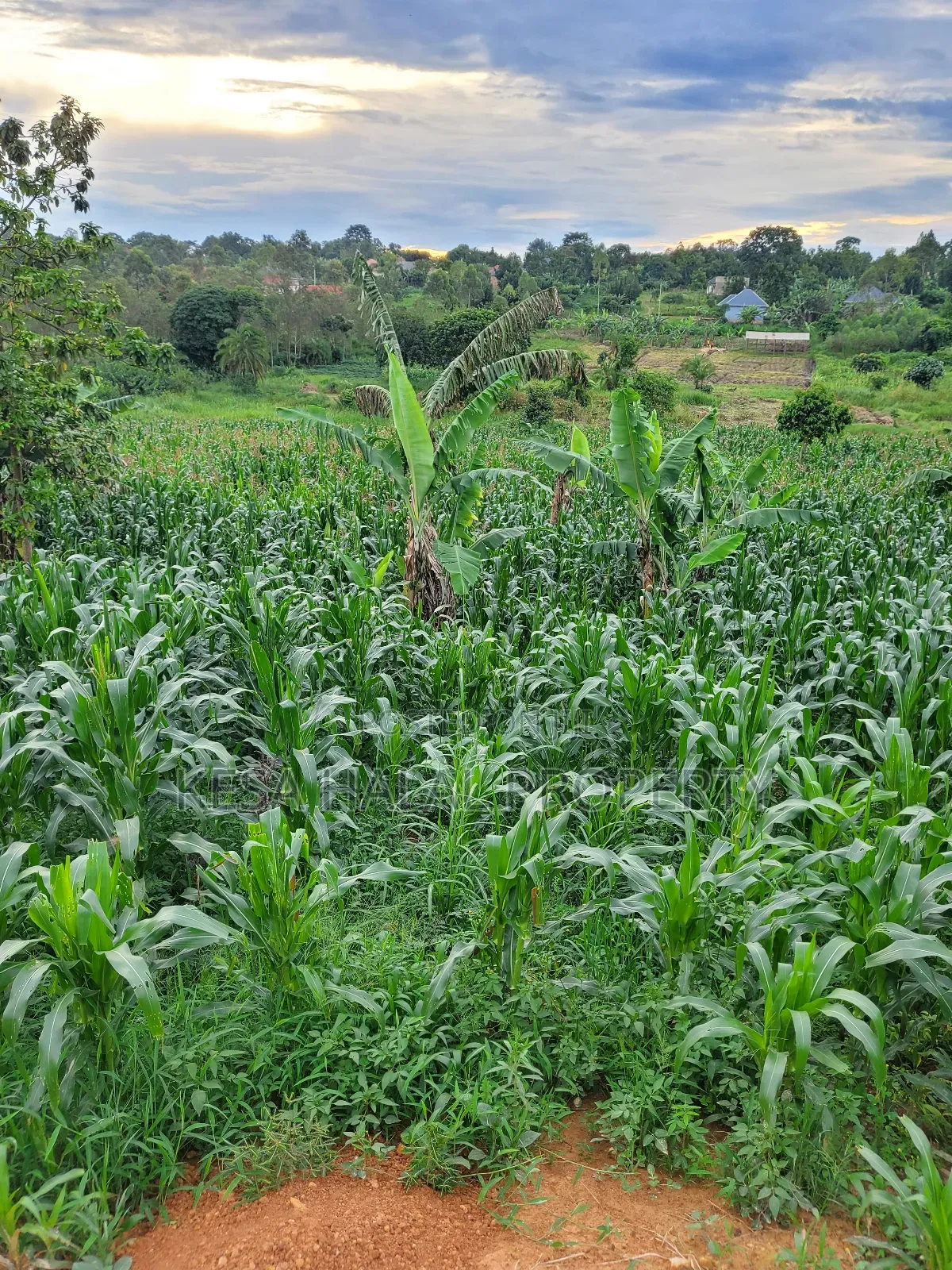 Good Land 1.37 Acre All 60m in Gombe