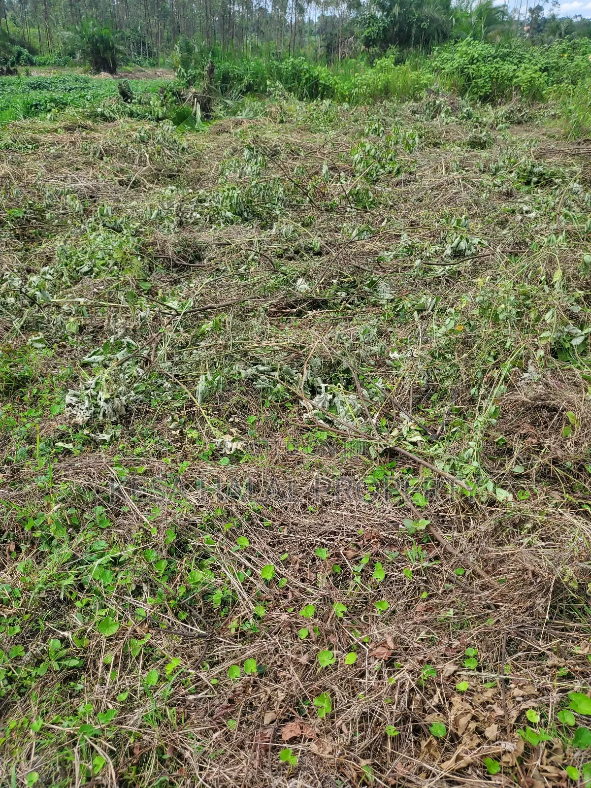 Kisenyi Land Titled on Semuto Road in Masulita