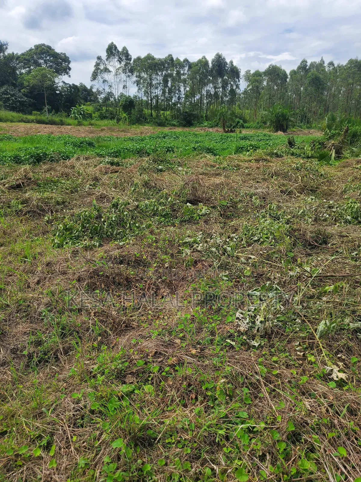 Kisenyi Land Titled on Semuto Road in Masulita