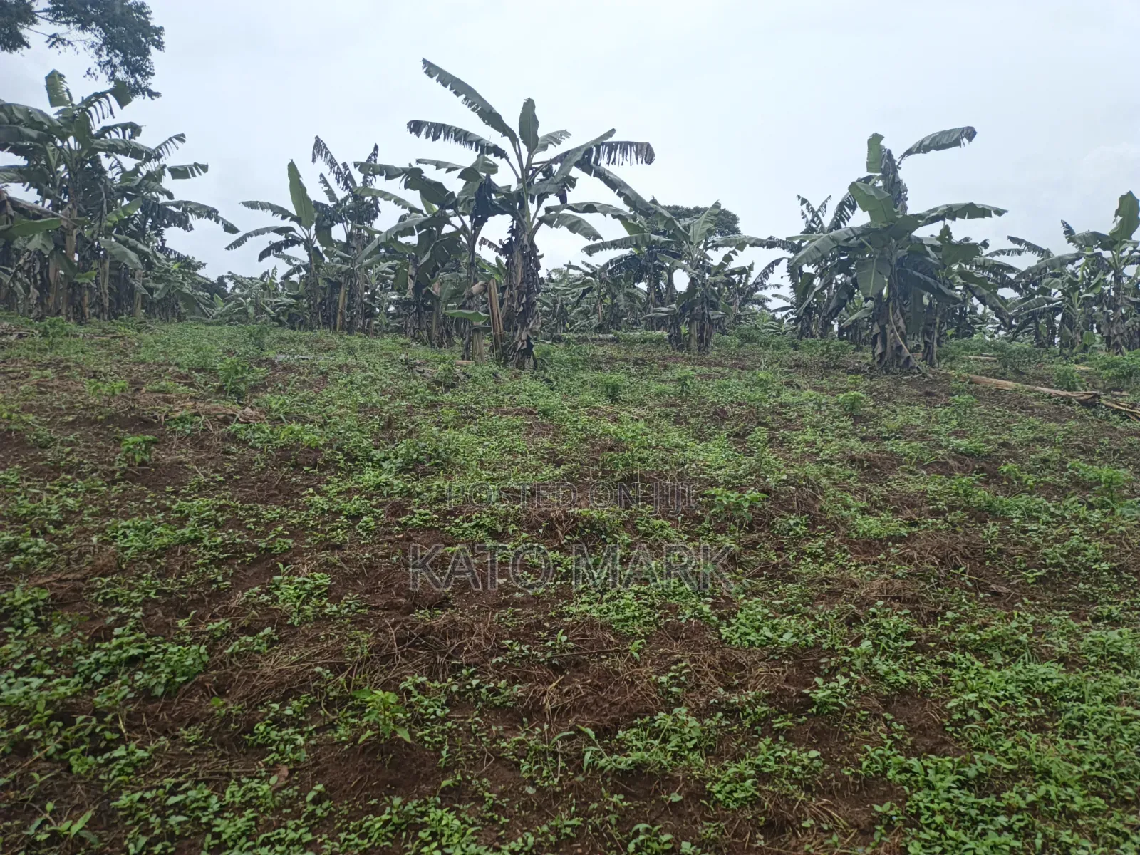 3 Acres for Sale Located at Nkokonjeru in Mukono TC