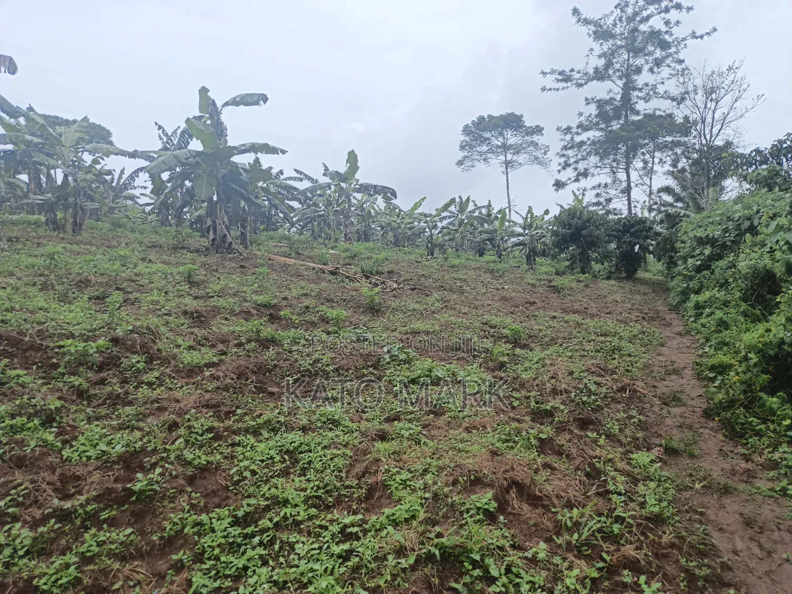 3 Acres for Sale Located at Nkokonjeru in Mukono TC