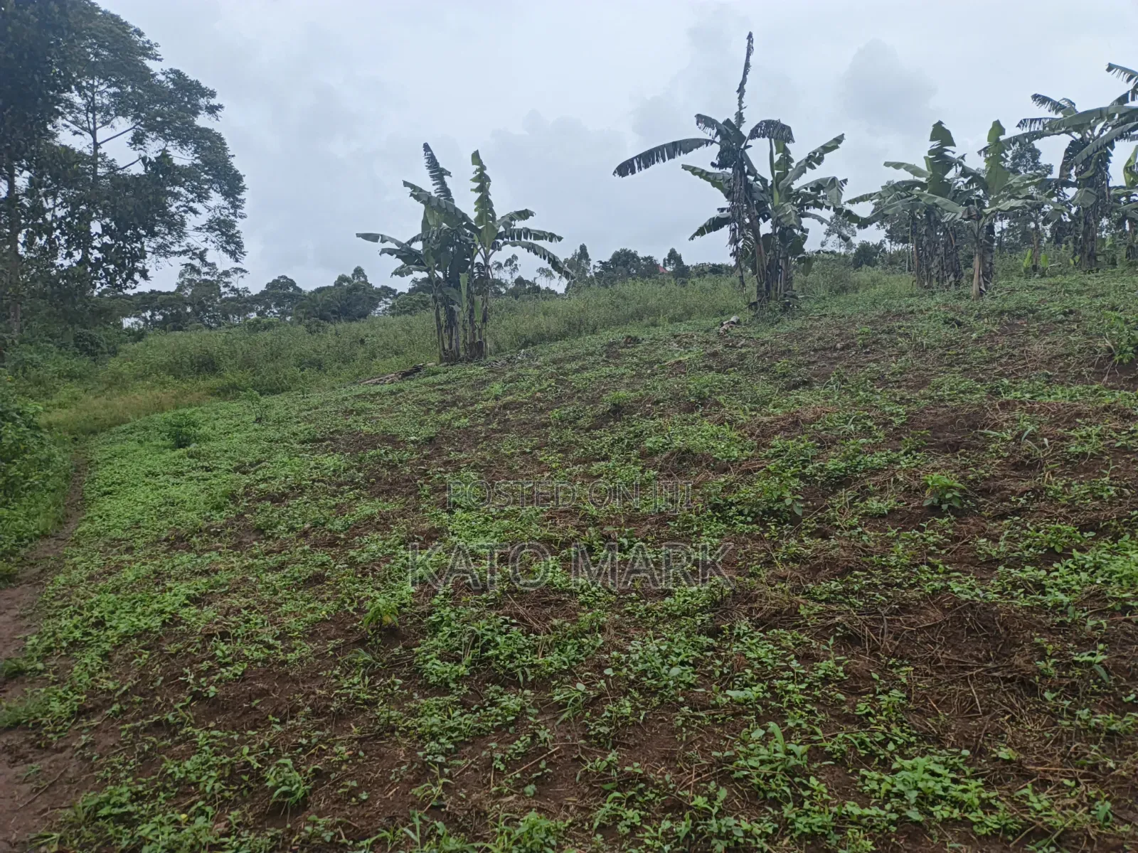 3 Acres for Sale Located at Nkokonjeru in Mukono TC