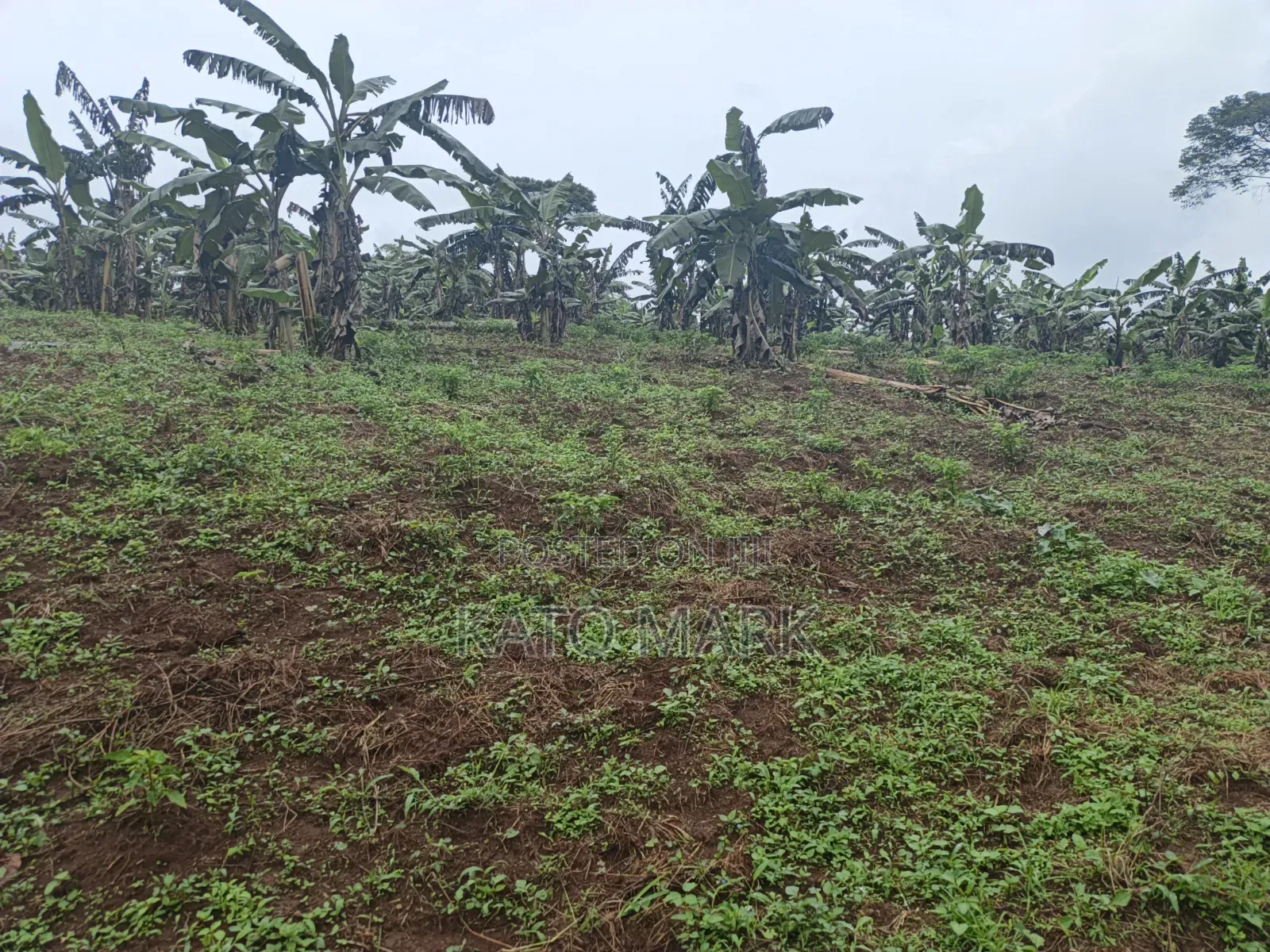 3 Acres for Sale Located at Nkokonjeru in Mukono TC