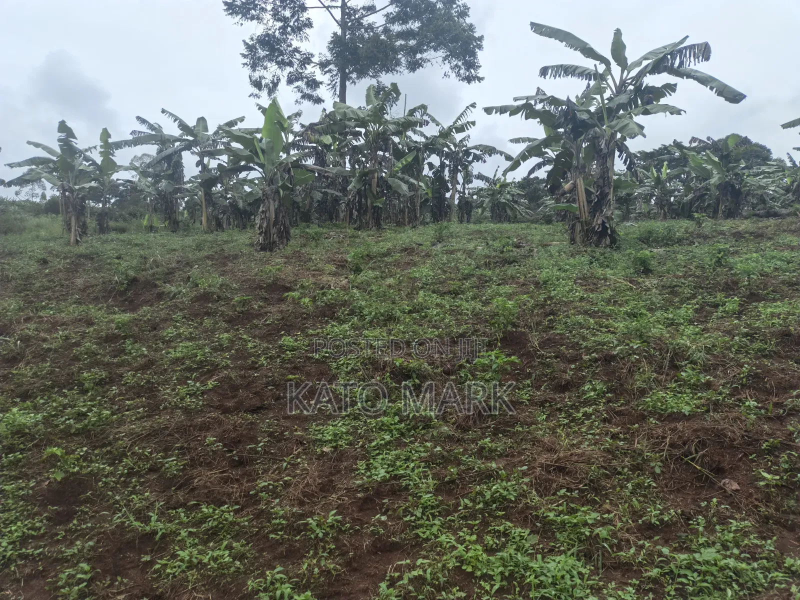 3 Acres for Sale Located at Nkokonjeru in Mukono TC