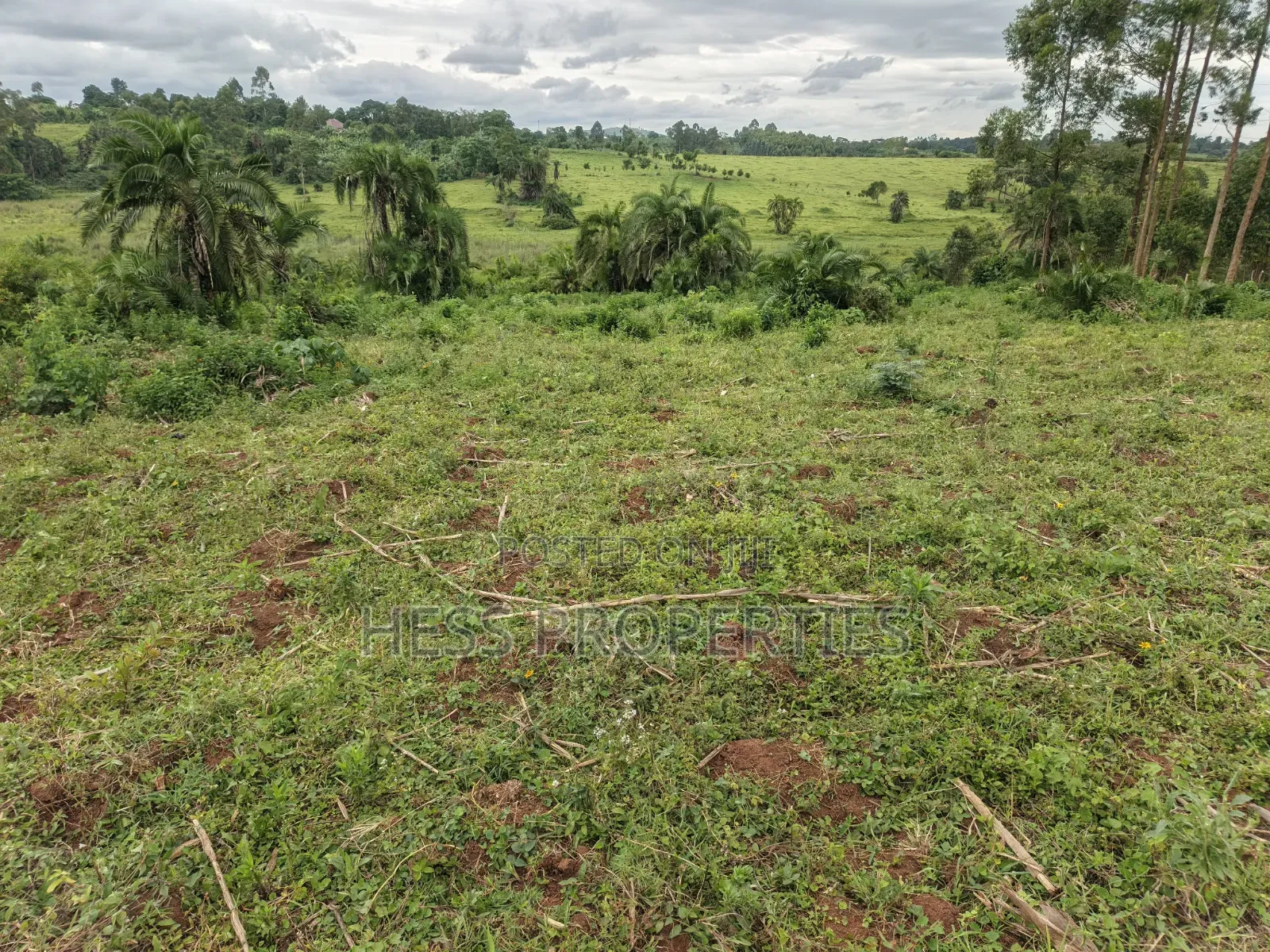 15acres of Titled Land on Sale in Kyenjojo
