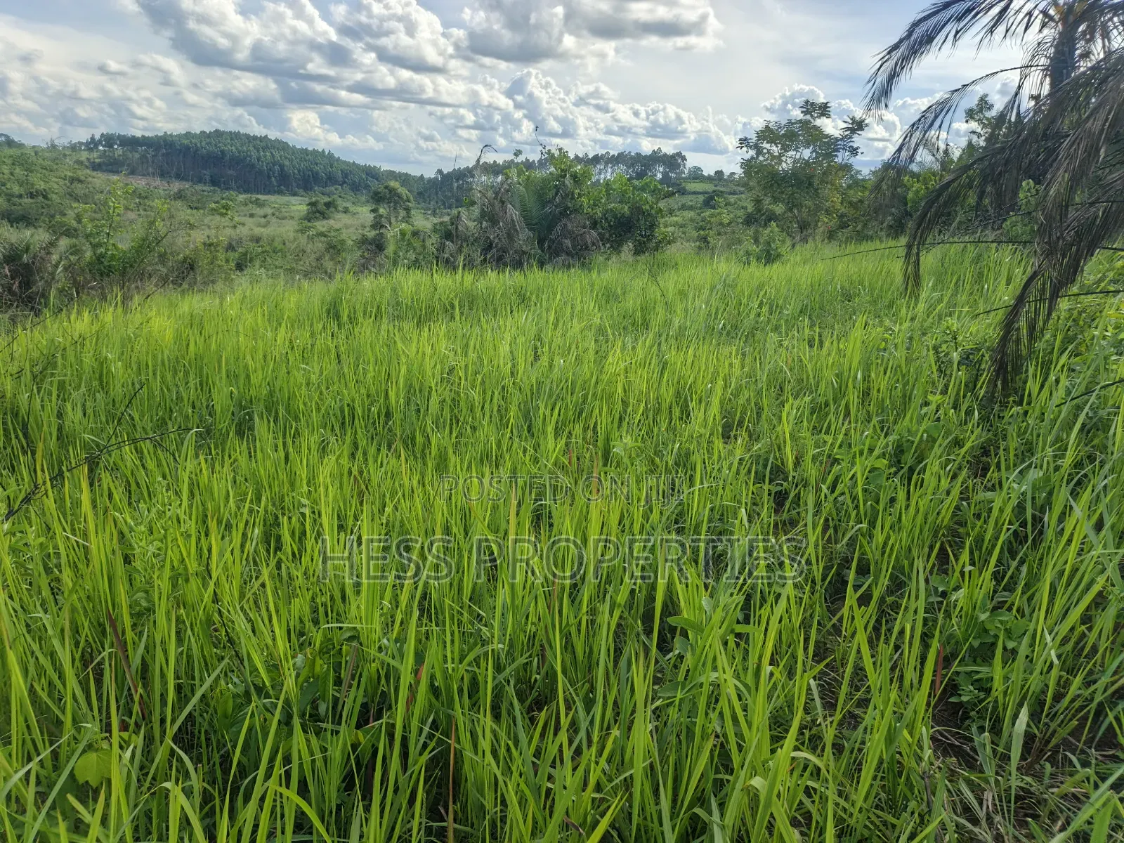 12acres of Land on Sale Located in Kyamulimi in Kyenjojo