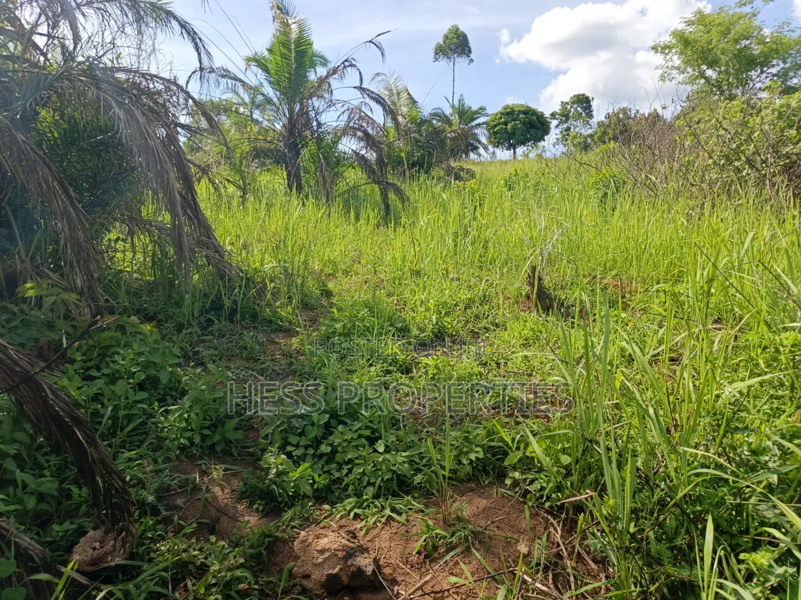12acres of Land on Sale Located in Kyamulimi in Kyenjojo