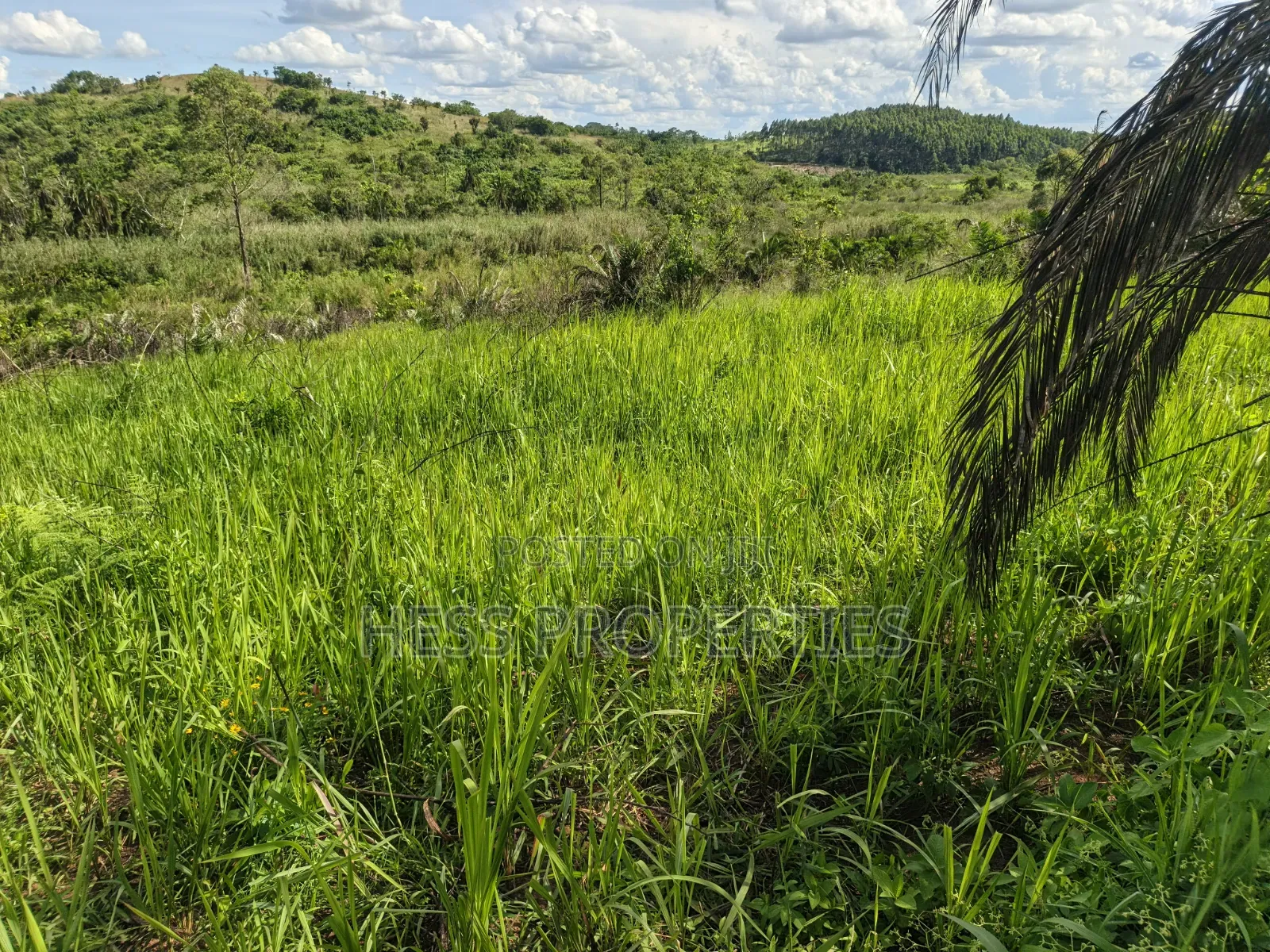 12acres of Land on Sale Located in Kyamulimi in Kyenjojo