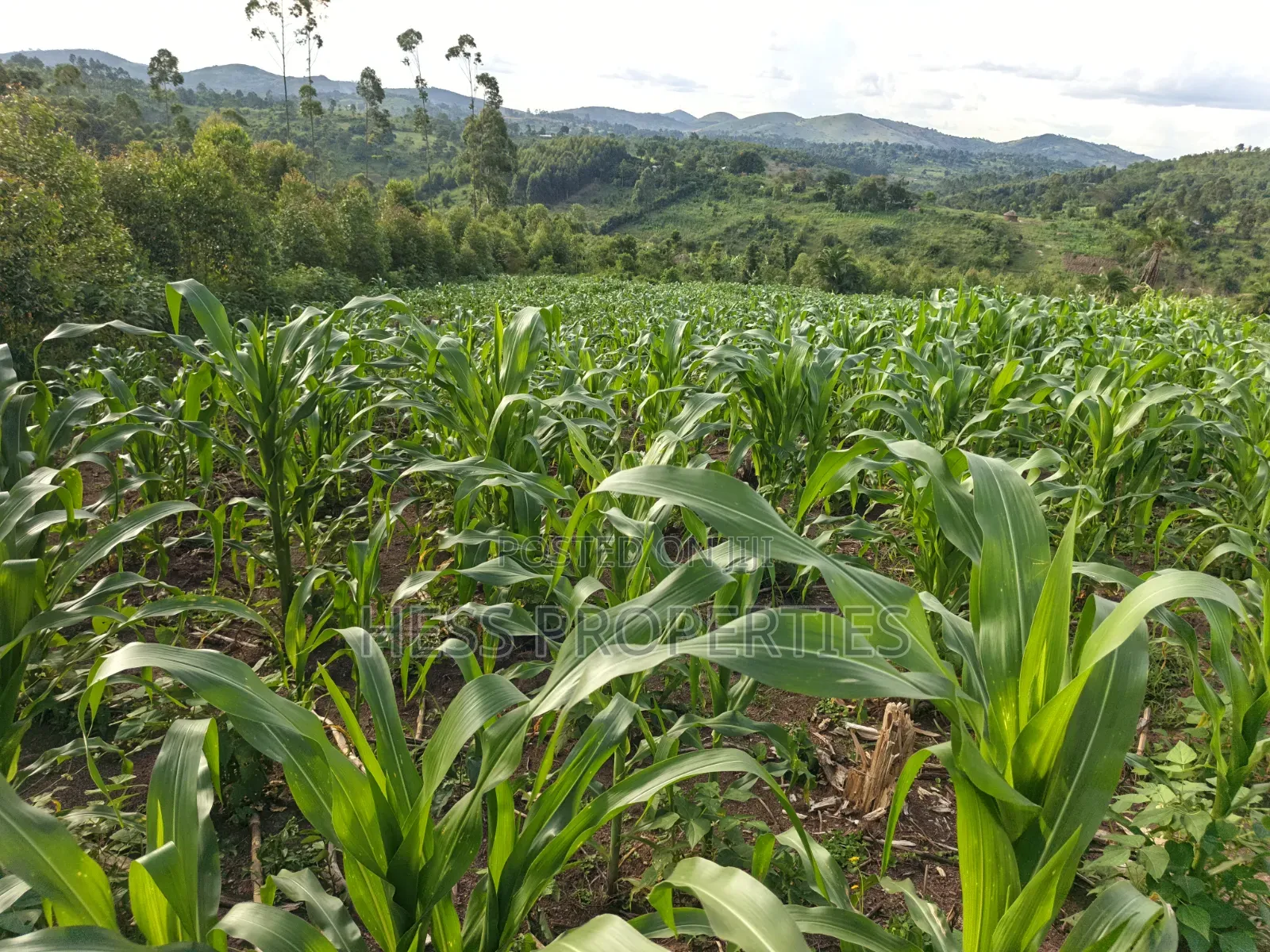 1.5acres of Land on Sale Located in Kigunda Kisojo Town Council in Kyenjojo